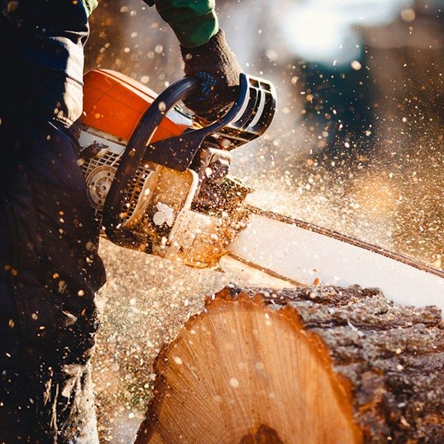 Tree cutting work by Dani Tree Service